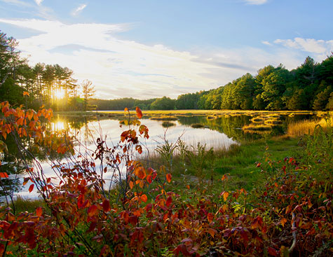 red flowers and greenery on the banks of the piscataqua river in durham, new hampshire