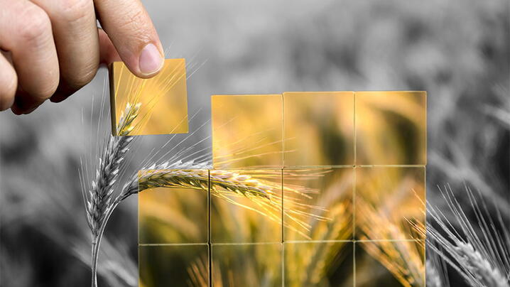 A field of wheat with hand holding tile over it.